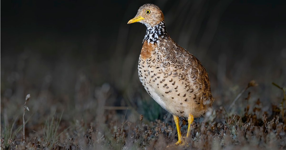 Plains-wanderer——澳大利亚
